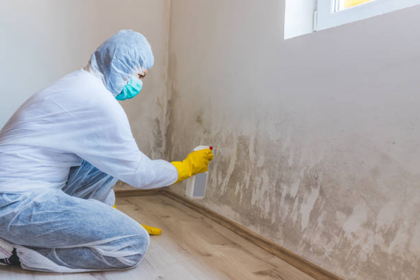 Licensed Basement Mold Remediation service in Bellefonte, PA - WQB Mold Removal