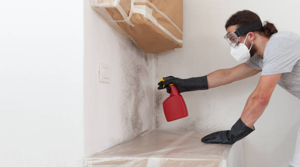 Professional Basement Mold Remediation technician working in Bellefonte, PA